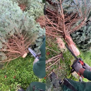 Ein weiterer Schritt bei der #ernte 

#weihnachtsbaum ausputzen

vorher - nachher

Nach dem sägen erfolgt das #ausputzen - hier werden überflüssige Äste abgeschnitten und der Baumstamm wird ideal für deinen #weihnachtsbaumständer vorbereitet.

Im Video kannst du dir das Ganze nochmal anschauen.

#weihnachtsbaum #weihnachten🎄 #baum #odenwaldtannen #odenwaldtannenbechtold #nordmanntanne #tannenbaumernte